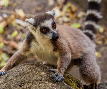 Maki Lemur